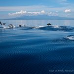 Dolphins in Bais