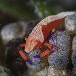 Emperor Shrimp 4