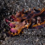 Flamboyant Cuttlefish 9