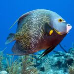 Manta Ray Bay Resort 27 French Angelfish reef coral tropical Yap Corner Yap Micronesia blue