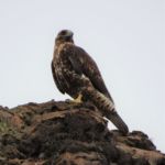 Galapagos Sky 23 Galapagos