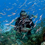 Glassfish ©JaneMorgan ElGouna