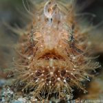 Hairy frogfish