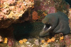 Humbolt Explorer Liveaboard diving 3 1024x682