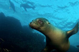 Humboldt Explorer Liveaboard 6 Humbolt Explorer 4