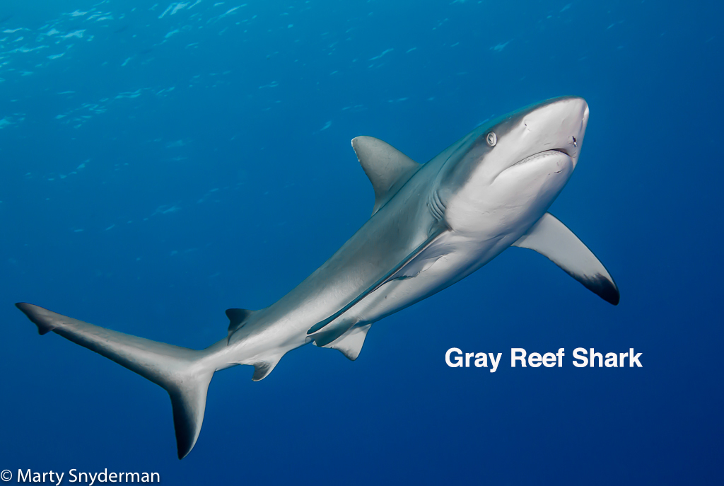 IPRS 20140831 sharks 01 8 Edit Edit