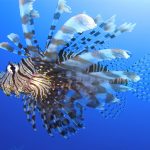 Jean Michel Cousteau 04 1024x682 1