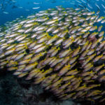 Indonesia