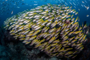 Indonesia