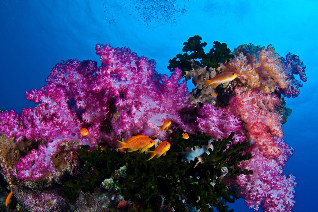 Scuba Diving Trips & Liveaboards in the Philippines 7 Kasai Village SCUBA Resort Diving 1024x6821