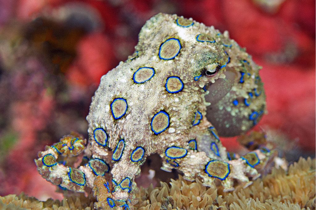 Kasai Village Beach Resort 2 Kasai Village SCUBA Resort Diving 2 1024x682