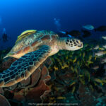 Komodo Turtle
