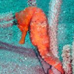 Longsnout Seahorses on Saba