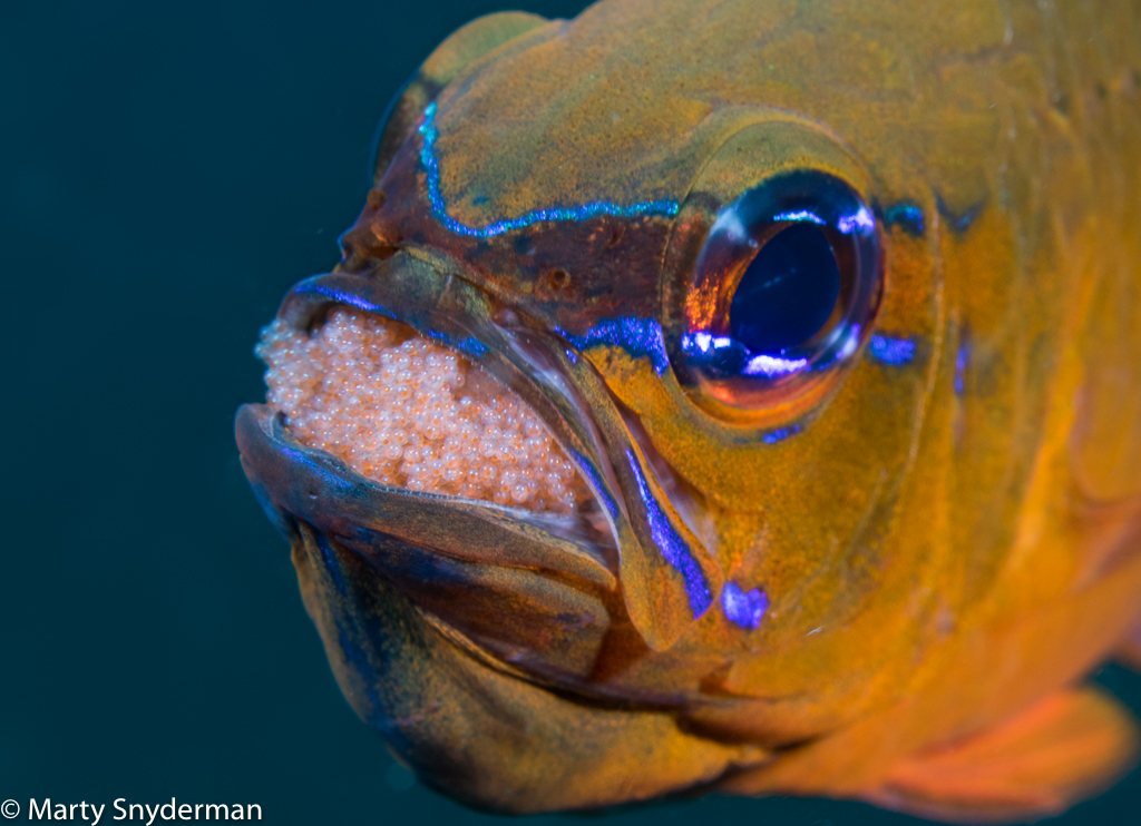 Mouthbrooders: Finding the "Mr. Moms" of the Sea 3 MBF 20160413 macro 01 5