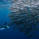 Mag Bay Marlin David Serradell 2