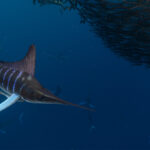 Mag Bay Marlin David Serradell 3