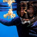 Maine biologist Daniel with sargassum fish