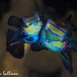 Manta Ray Bay Resort 32 Mandarinfish 5520 Edit