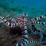 Mimic octopus