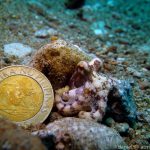 Mototi octopus juvenile