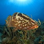 CBBR Grouper