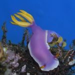 Nudi 20 3