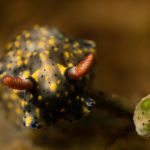 Nudibranch1 ©Duxy