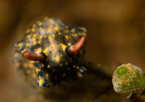 Nudibranch1 ©Duxy