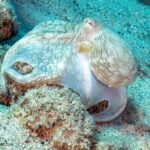 Manta Ray Bay Resort 28 Octopus camouflage reef sand Yap Corner Yap Micronesia