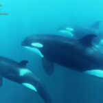 Orcas Dan Taylor 4