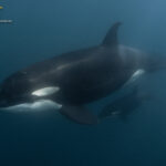 Orcas David Serradell 1