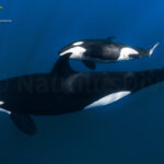 Orcas David Serradell 3