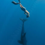 Orcas David Serradell 4