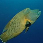 Palau