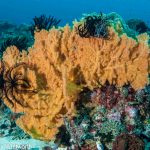 PPER UW 22 by RudyWhitworth 1