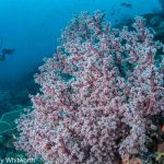 PPER UW 26 by RudyWhitworth 1