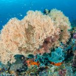PPER UW 27 by RudyWhitworth 1