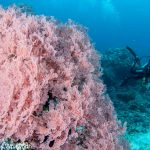 PPER UW 28 by RudyWhitworth 1