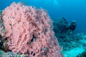 Papua Paradise 3 PPER UW 28 by RudyWhitworth 1