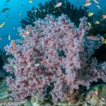 PPER UW 29 by RudyWhitworth 1