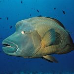 Palau