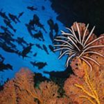 Palau