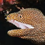 Ocean Hunter I