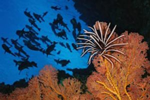 Palau lange
