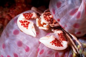Porcelain Crab 2Manado