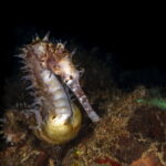 Pregnant Seahorse