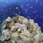 Manta Ray Bay Resort 24 R11593