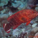 Manta Ray Bay Resort 23 R11749