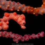 Raja Ampat Pygmy Seahorse