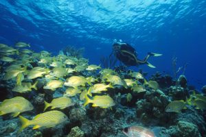 Riding Rock SCUBA Resort diving 1024x6821 1